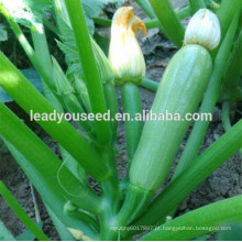 MSQ05 Biyuan Mid-early maturidade f1 sementes de abóbora longa híbrida preço